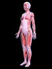 Structure réaliste de la musculature féminine, illustration par ordinateur
. — Photo de stock