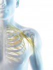 Anatomy of nerves of shoulder in male body silhouette, computer illustration. — Stock Photo