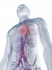 Сердечно-сосудистая система в нормальном мужском теле, компьютерная иллюстрация
. — стоковое фото