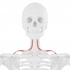 Esqueleto humano con músculo Omohioides de color rojo, ilustración digital . - foto de stock