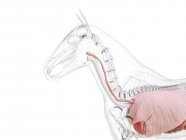 Anatomia equina della parte superiore del corpo, illustrazione al computer . — Foto stock