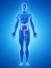 Silueta masculina con intestino grueso visible, ilustración digital . - foto de stock
