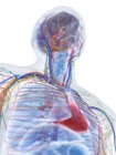 Modell des menschlichen Körpers mit männlicher Anatomie und Blutgefäßen, digitale Illustration. — Stockfoto
