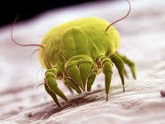 Staubmilben-Parasit, mikroskopisch kleine digitale Illustration. — Stockfoto