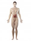 Чоловічий силует з видимим тонкого кишечника, цифрова ілюстрація. — стокове фото