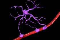 Célula glial cerebral astrocitaria que conecta las células neuronales con los vasos sanguíneos, ilustración digital
. - foto de stock