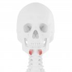 Crâne humain avec détail rouge Depressor labii inferioris muscle, illustration numérique . — Photo de stock
