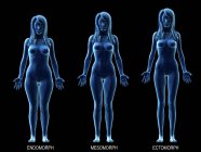 Verschiedene weibliche Körpertypen, konzeptionelle digitale Illustration. — Stockfoto