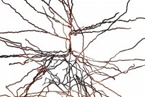 Illustration numérique des cellules nerveuses pyramidales du cortex cérébral du cerveau . — Photo de stock