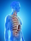 Реалістична модель людського тіла, що показує чоловічу анатомію з внутрішніми органами за ребрами, цифрова ілюстрація . — стокове фото