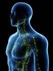 Cuerpo masculino abstracto con sistema linfático visible, ilustración digital . - foto de stock