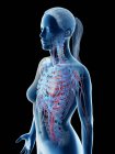 Жінки верхніх кровоносних судин тіла, цифрова ілюстрація. — стокове фото
