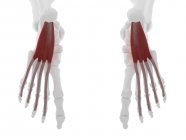 Menschliches Skelettstück mit detailliertem rotem Flexor digitorum brevis Muskel, digitale Illustration. — Stockfoto