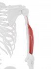 Menschliches Skelettmodell mit detailliertem Trizeps-Kurzkopfmuskel, Computerillustration. — Stockfoto