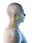 Анатомия головы и шеи мужчины, цифровая иллюстрация . — стоковое фото