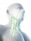 Männliches Lymphsystem des Halses, digitale Illustration. — Stockfoto