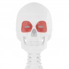 Людський скелет з м'язами червоного кольору орбікулярного окулі, цифрова ілюстрація . — стокове фото