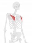 Human skeleton with red colored Pectoralis minor muscle, digital illustration. — Stock Photo