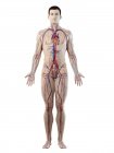 Corpo maschile con sistema vascolare visibile, illustrazione al computer . — Foto stock