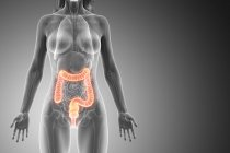 Silueta femenina con intestino grueso visible, ilustración digital
. - foto de stock