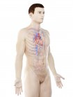 Чоловіче тіло з видимою судинною системою, комп 