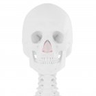 Esqueleto humano com músculo cartilagem nasal de cor vermelha, ilustração digital . — Fotografia de Stock