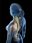 Modello del corpo umano che mostra anatomia femminile e sistema nervoso, illustrazione digitale di rendering 3d . — Foto stock