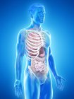 Modelo de corpo humano realista mostrando anatomia masculina com órgãos internos atrás das costelas, ilustração digital . — Fotografia de Stock