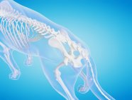 Silhouette di cane con scheletro visibile su sfondo blu, illustrazione digitale . — Foto stock