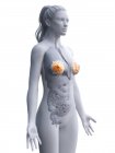 Женский силуэт с анатомией груди, цифровая иллюстрация . — стоковое фото