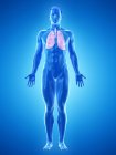 Lungs in anatomy of male body, computer illustration. — Stock Photo