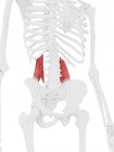 Scheletro umano con muscolo Quadrato lumborum di colore rosso, illustrazione digitale . — Foto stock