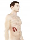 Чоловіча анатомія з видимими кольоровими нирками, комп 