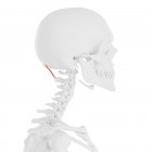 Скелет людини з червоним кольором Rectus задній основних м'язів, цифрова ілюстрація. — стокове фото