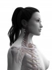 Silhouette du corps féminin avec squelette visible, illustration numérique . — Photo de stock