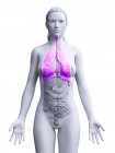 Weibliches anatomisches Modell mit rosafarbenen und sichtbaren Lungen, Computerillustration. — Stockfoto