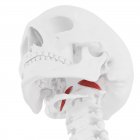 Human skeleton with red colored Rectus capitis anterior muscle, digital illustration. — Stock Photo