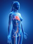 Weiblicher Körper mit sichtbarem Herz-Kreislauf-System, digitale Illustration. — Stockfoto