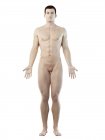 Модель людського тіла демонструють чоловічу анатомію, цифрову ілюстрацію. — стокове фото