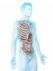 Реалистичная модель человеческого тела с мужской анатомией с внутренними органами за ребрами, цифровая иллюстрация
. — стоковое фото