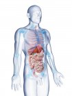 Modelo de corpo transparente mostrando anatomia masculina e órgãos internos, ilustração digital
. — Fotografia de Stock