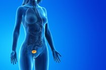 Bladder in abstract female body on blue background, computer illustration. — Stock Photo