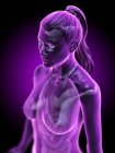 Human body model showing female anatomy of lungs, digital 3d render illustration. — Stock Photo