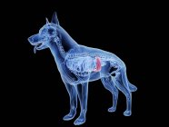 Dog silhouette with red colored spleen on black background, digital illustration. — Stock Photo