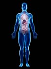 Modelo realista del cuerpo humano que muestra la anatomía masculina con órganos internos detrás de las costillas, ilustración digital . - foto de stock