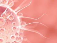 Цифрова концептуальна ілюстрація запліднення яйцеклітини сперматозоєю. — стокове фото