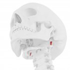 Esqueleto humano con músculo rectus capitis lateralis de color rojo, ilustración digital . - foto de stock