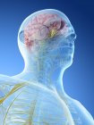 Sistema nervioso de cabeza y cuello masculinos, ilustración por ordenador . - foto de stock
