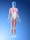Menschliches Körpermodell mit weiblicher Anatomie mit Muskelsystem, digitale 3D-Darstellung. — Stockfoto