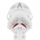 Esqueleto humano con capitis rectal de color rojo músculo anterior, ilustración digital . - foto de stock